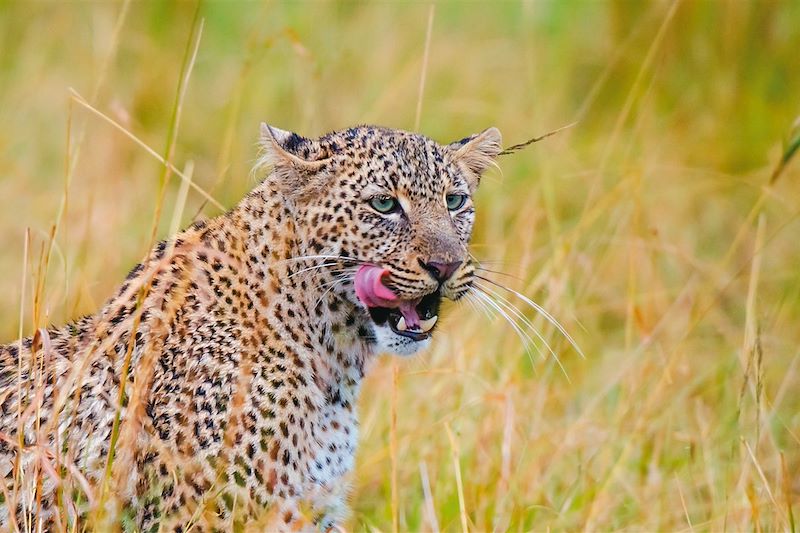 Femelle léopard - Botswana