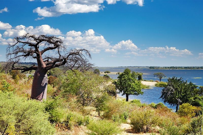rivière Chobe - Botswana
