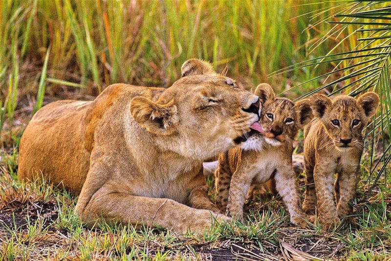 Lionne et ses lionceaux - Delta de l'Okavango - Botswana