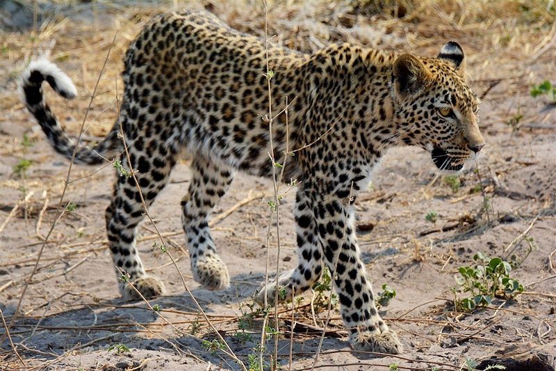 Réserve de Morémi - Rivière Kwai - Botswana