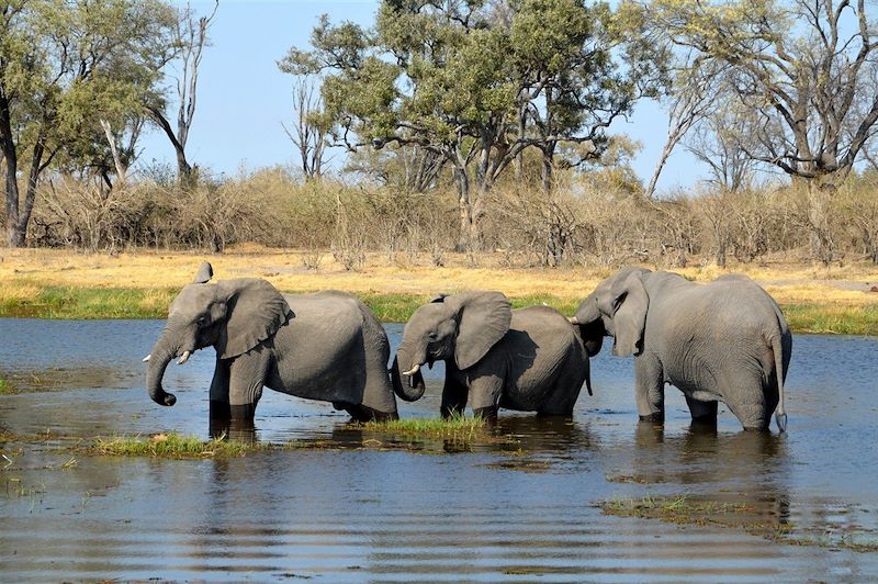 Éléphants - Botswana