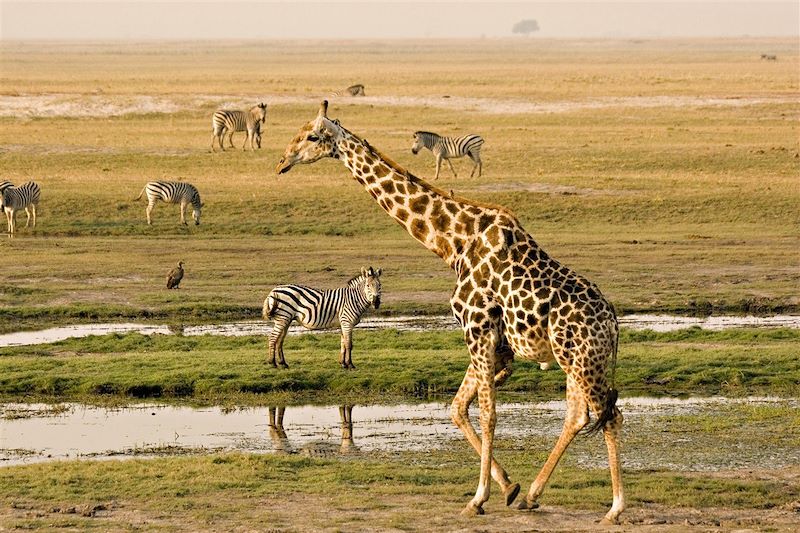 Parc national de Chobe - Botswana