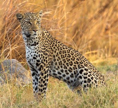 Circuits en petit groupe Botswana