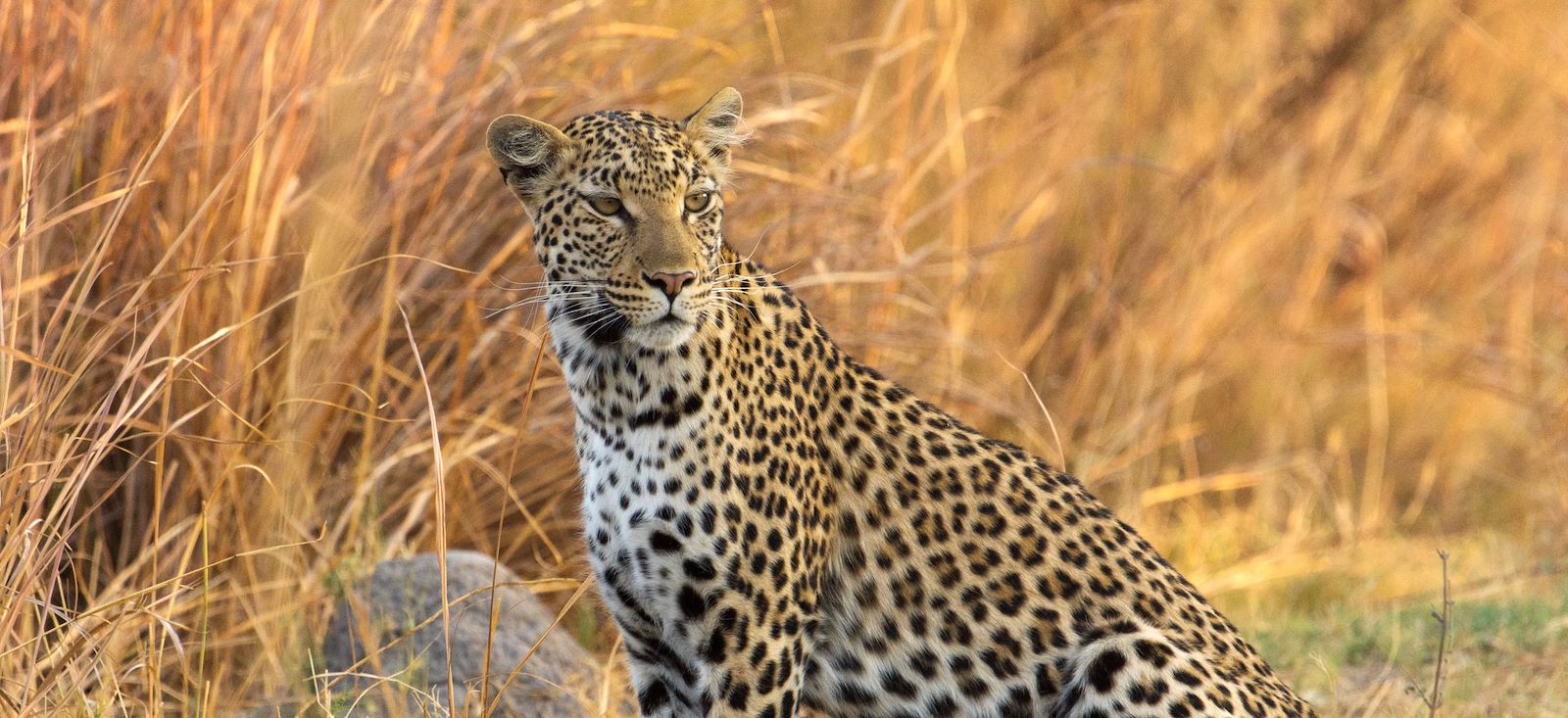 Safari - Botswana : Safari sauvage au cœur des parcs !