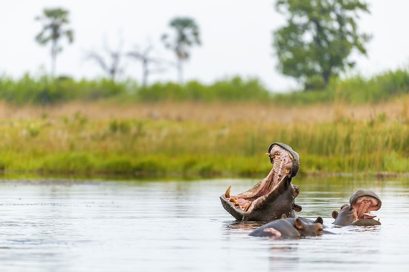 Hippopotames dans le delta de l'Okavango - Botswana