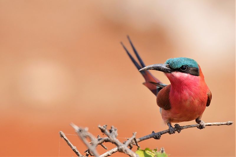 Guêpier - Botswana