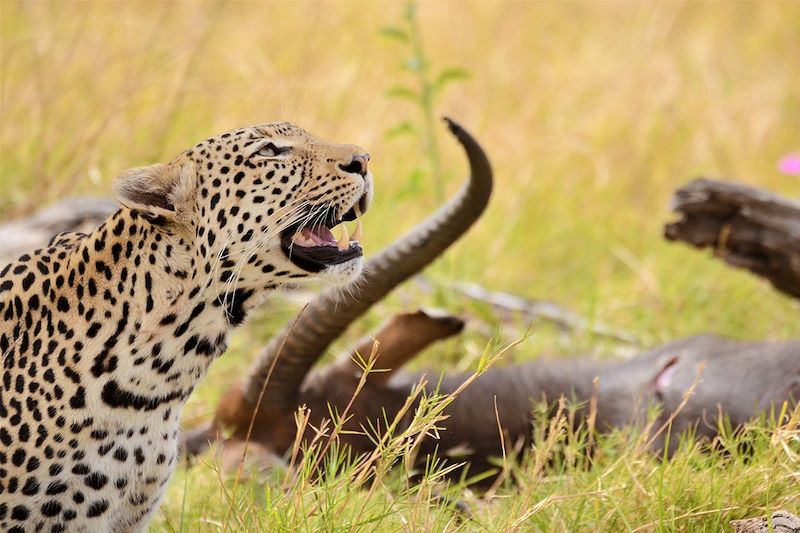 Safari sauvage au cœur des parcs !