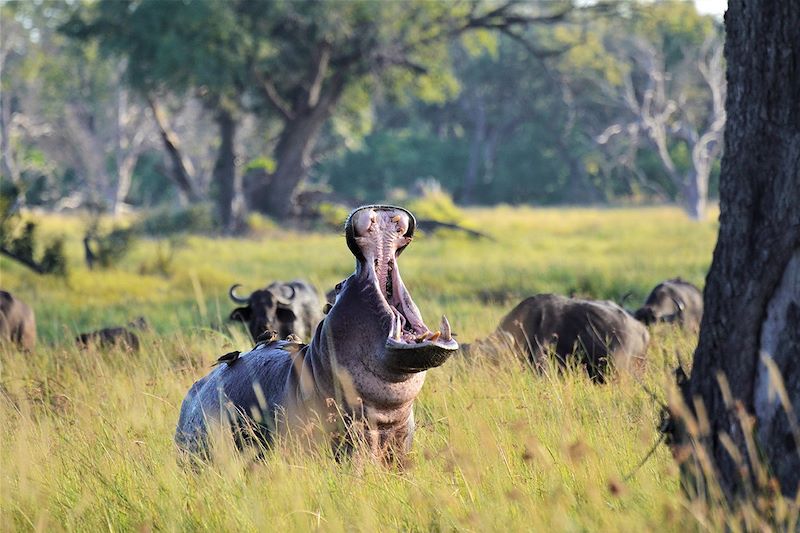 Hippopotame - Botswana