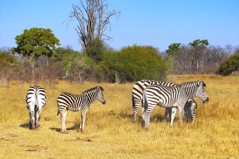 Zèbres - Khwai Concession - Botswana