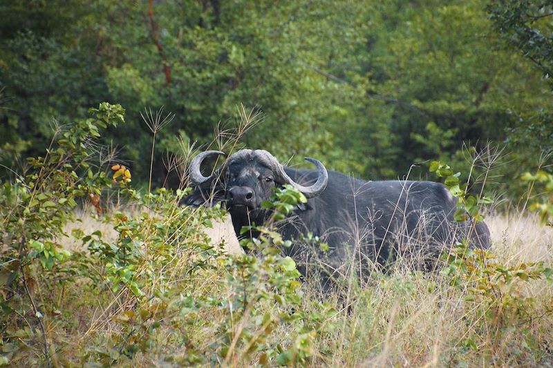 Buffle - Botswana