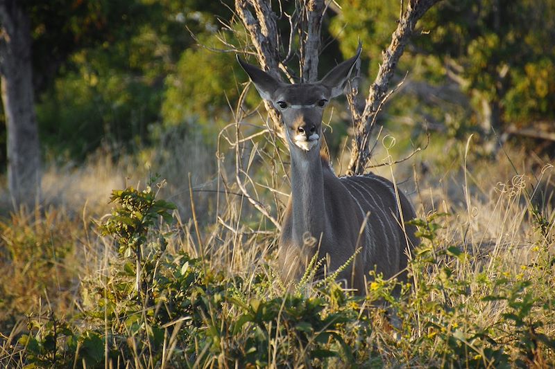 Grand Koudou - Botswana
