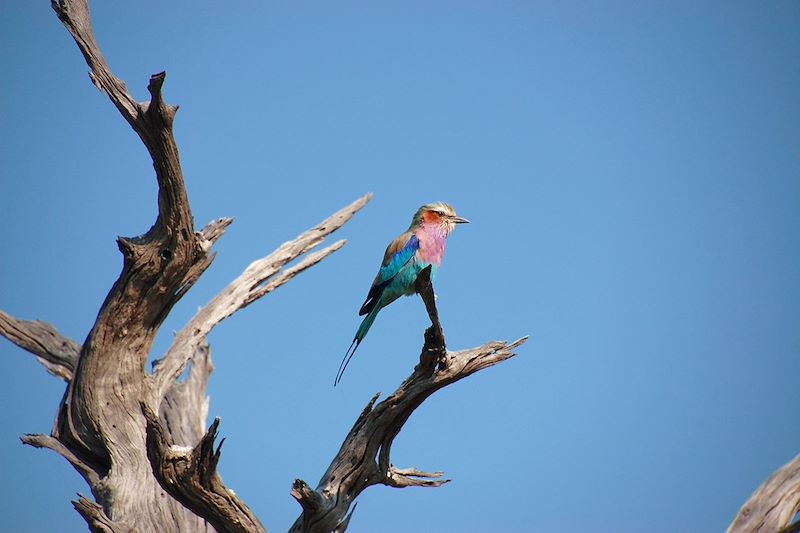 Rollier à longs brins - Botswana