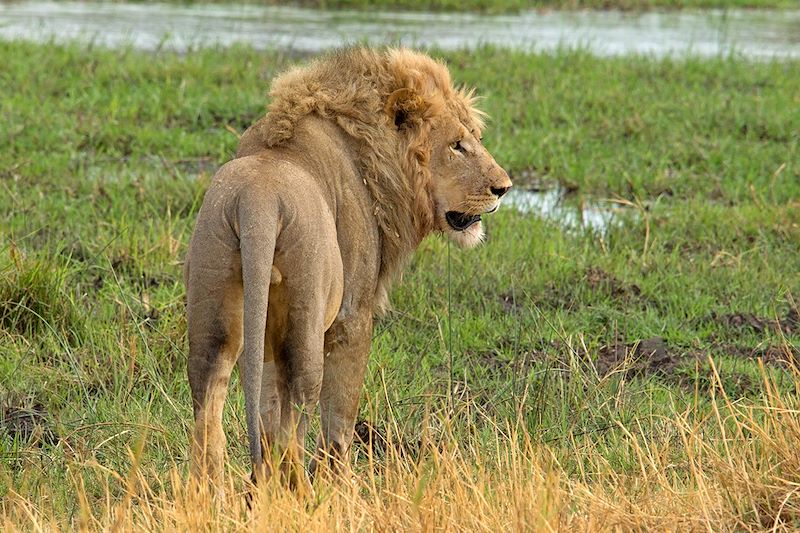 Lion - Botswana