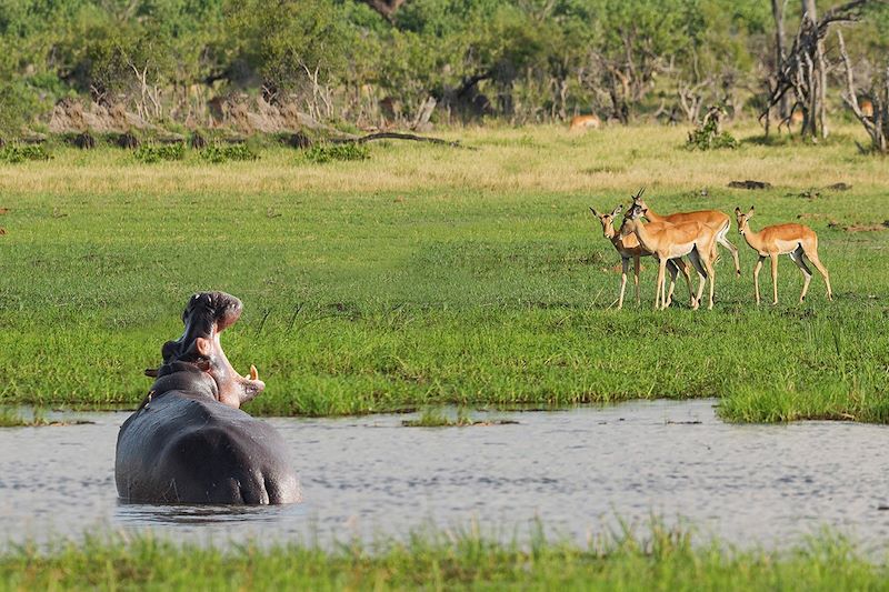 Hippopotame et antilopes au Botswana