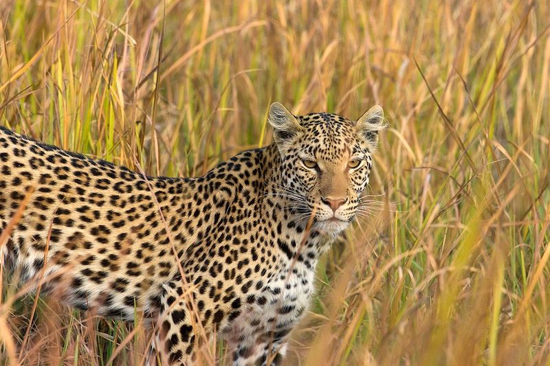 Léopard - Botswana