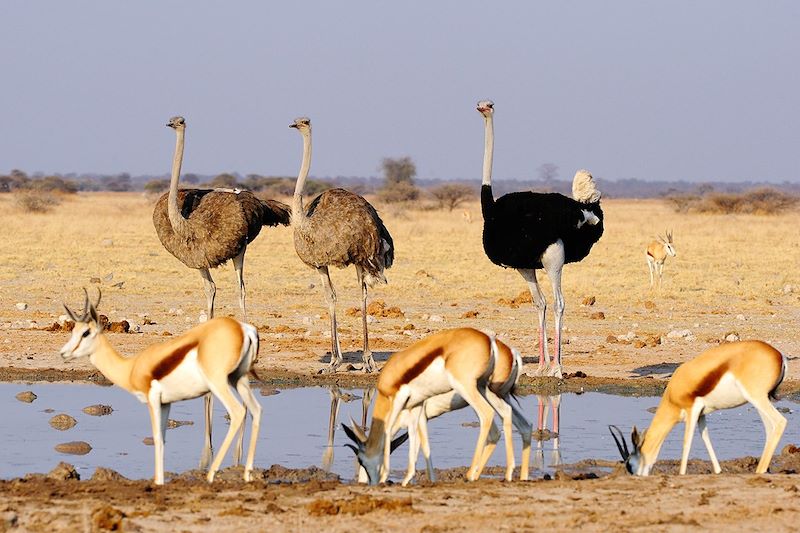 Autruches et Springboks - Nxai Pan National Park - Botswana