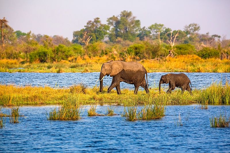 Troupeau d'éléphants au Parc national de Bwabwata - Namibie