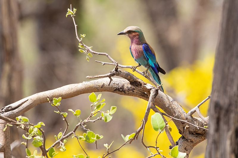 Rollier à longs brins - Parc national de Bwabwata (secteur Kwando) - Namibie