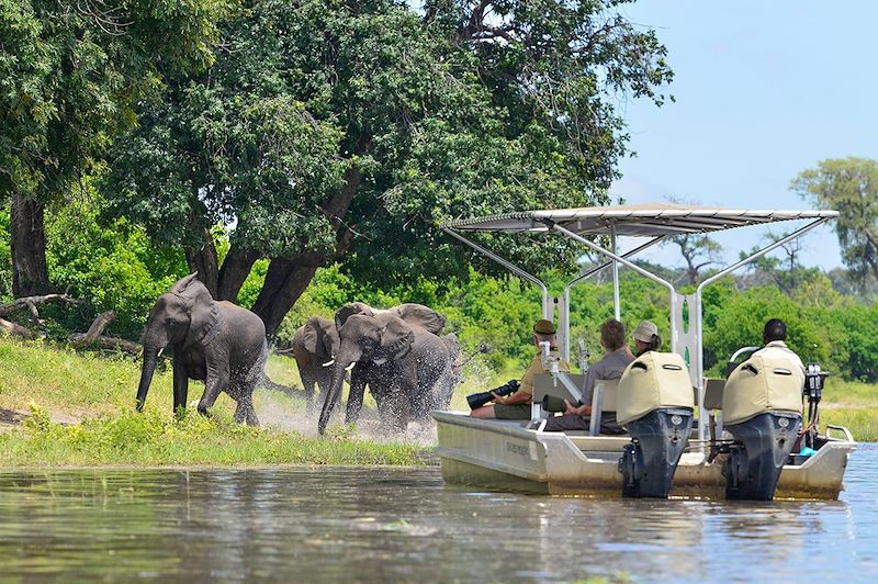 Observation de la faune - Rivière Chobe