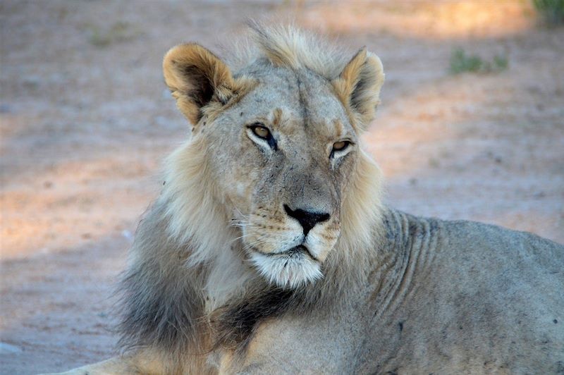 Lion dans le désert du Kalahari - Namibie
