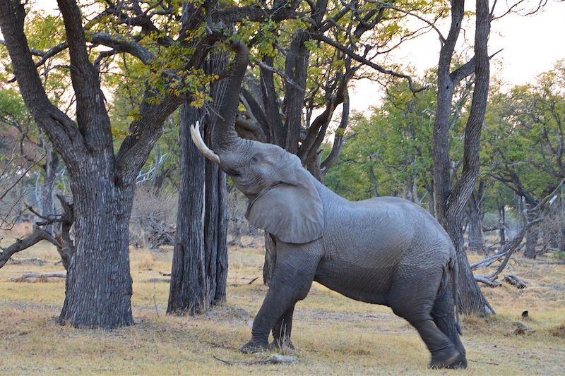 Éléphant - Botswana