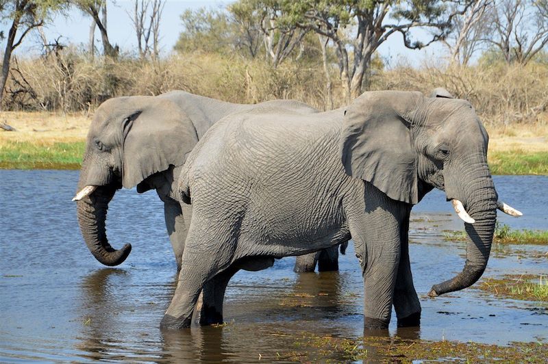 Éléphants - Botswana