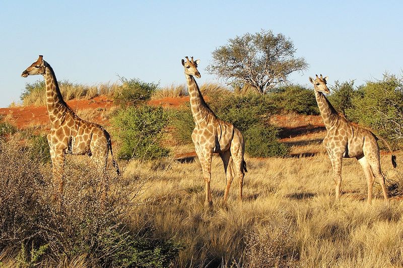 Girafes dans le désert du Kalahari