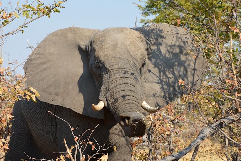 Éléphant - Botswana