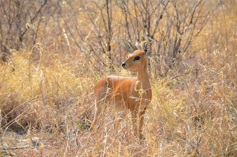 Cobe de Lechwe - Botswana