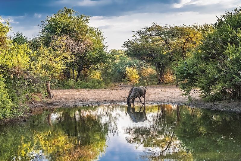 Gnou bleu au Khama Rhino Sanctuary - Botswana