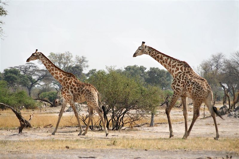 Réserve naturelle de Moremi - Botswana