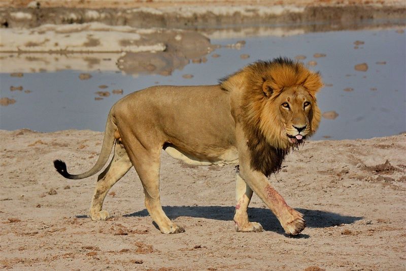 Lion - Nxai Pan National Park - Baines Baobab - Désert du Kalahari - Botswana