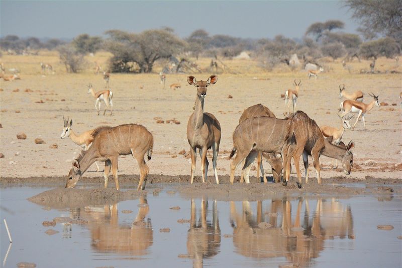 Antilopes et springboks - Nxai Pan National Park - Baines Baobab - Désert du Kalahari - Botswana