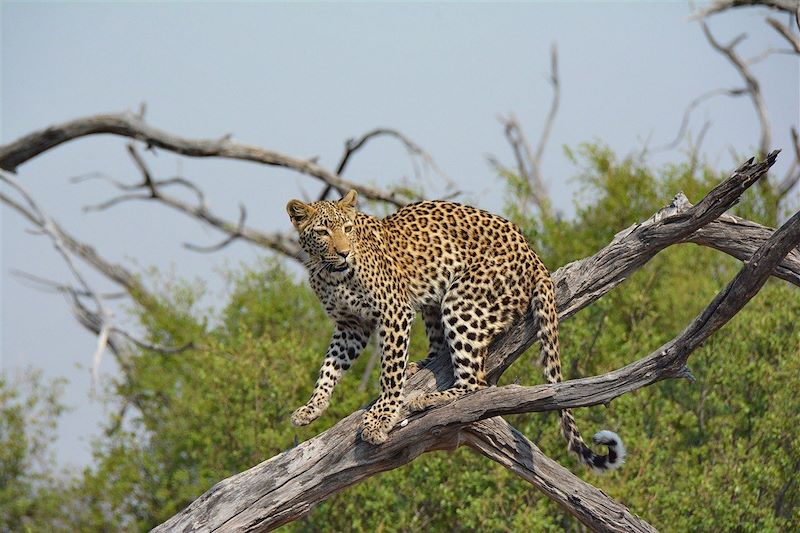 Réserve de Morémi - Rivière Kwai - Botswana