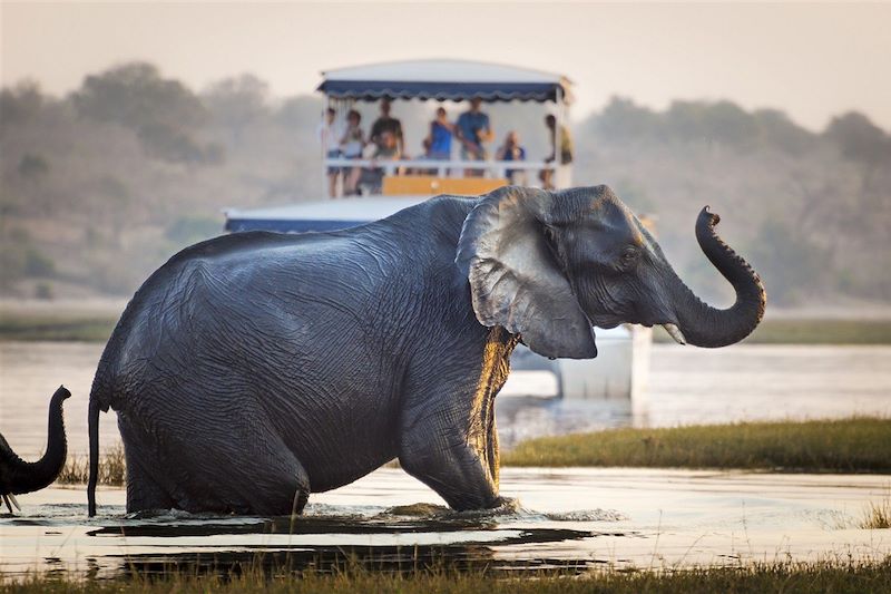 Parc national de Chobe - Botswana