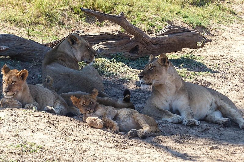 Safari animalier dans le parc national de Chobe - Botswana