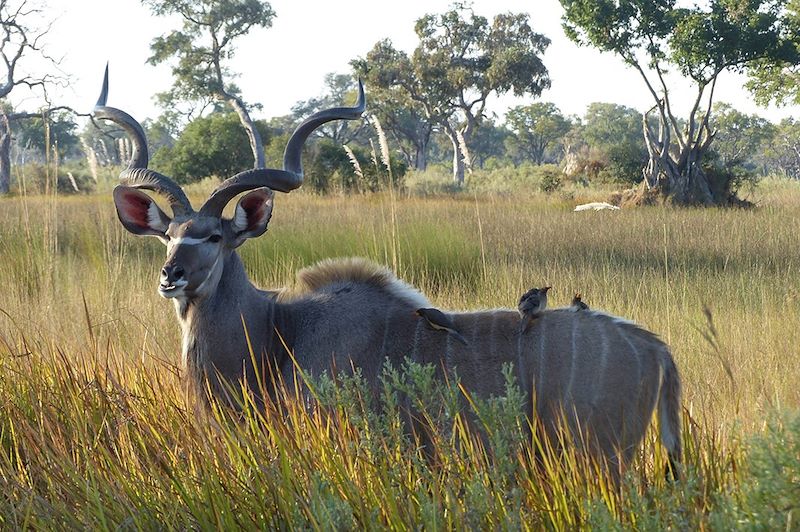 Safari animalier dans le parc national de Chobe - Botswana