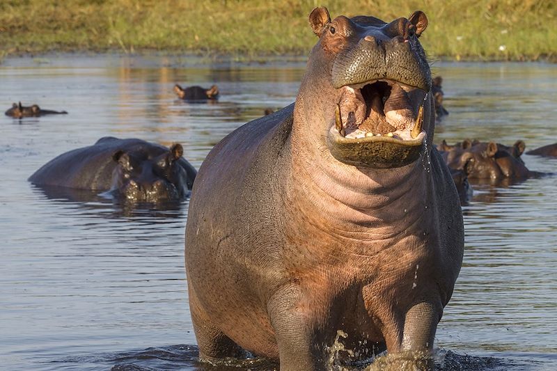 Hippopotames dans le Delta de l'Okavango - Botswana