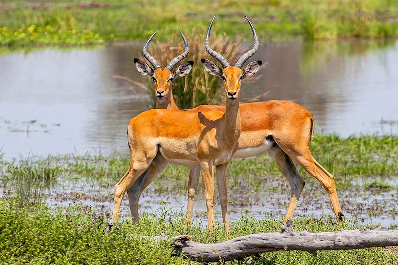 Impalas dans le delta de l'Okavango - Botswana 