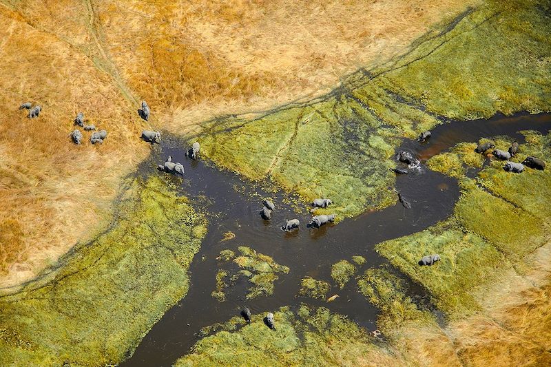 Troupeau d'éléphants dans le delta de l'Okavango - Botswana