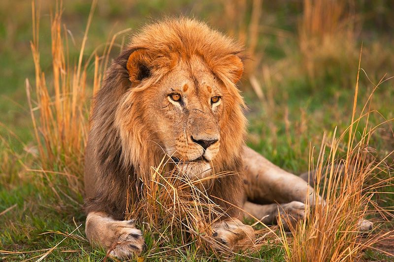 Lion au Botswana 