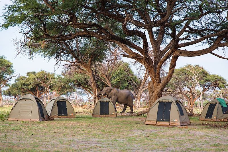 Un éléphant visite le campement - Moremi - Botswana
