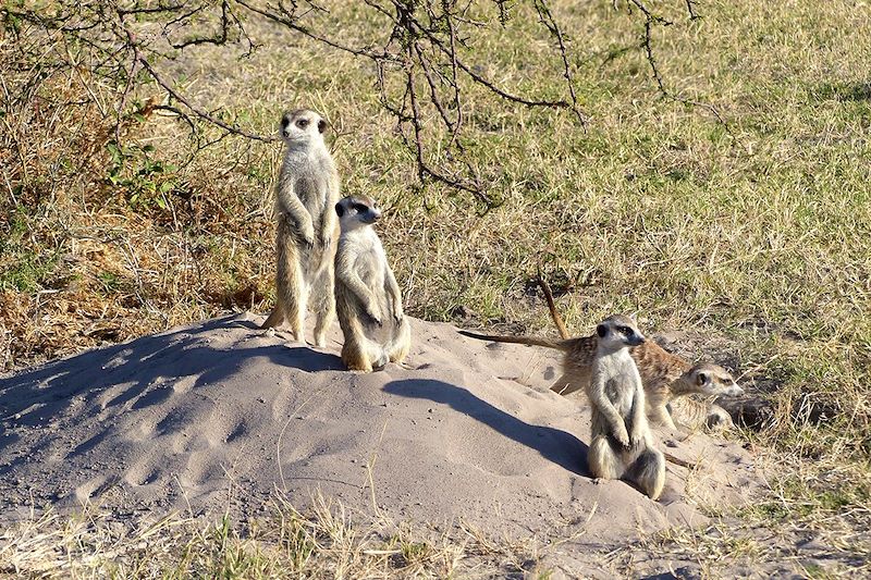 Suricates - Pan de Makgadikgadi - Bostwana