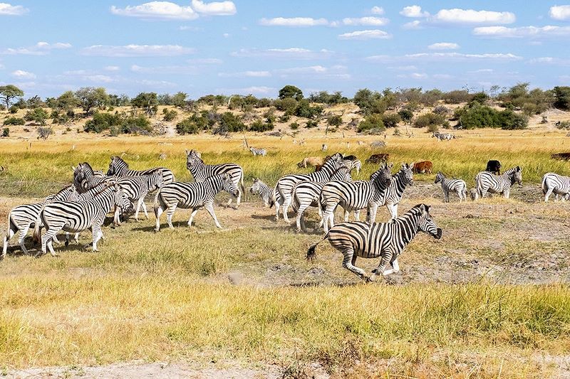 Troupeau de zèbres de Burchell près de la rivière Boteti - Makgadikgadi - Botswana