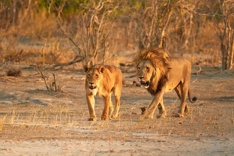 Lions au Botswana