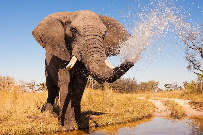 Éléphant dans le delta de l'Okavango - Botswana 