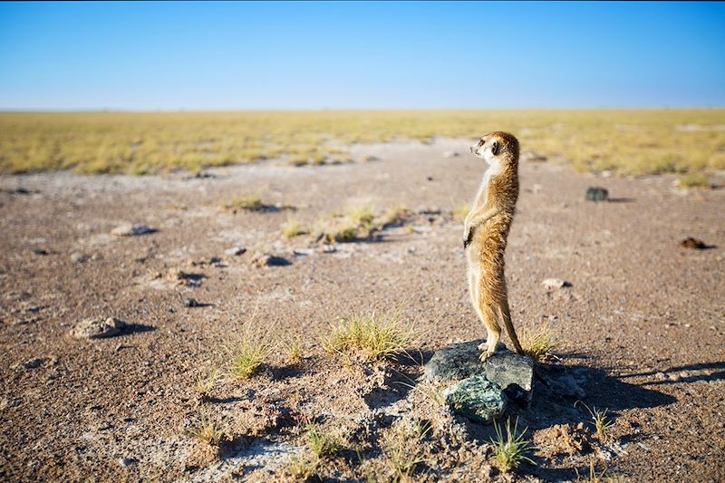 Suricate - Botswana