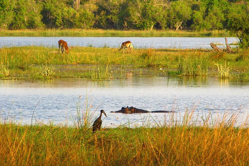 Khwai Concession - Botswana