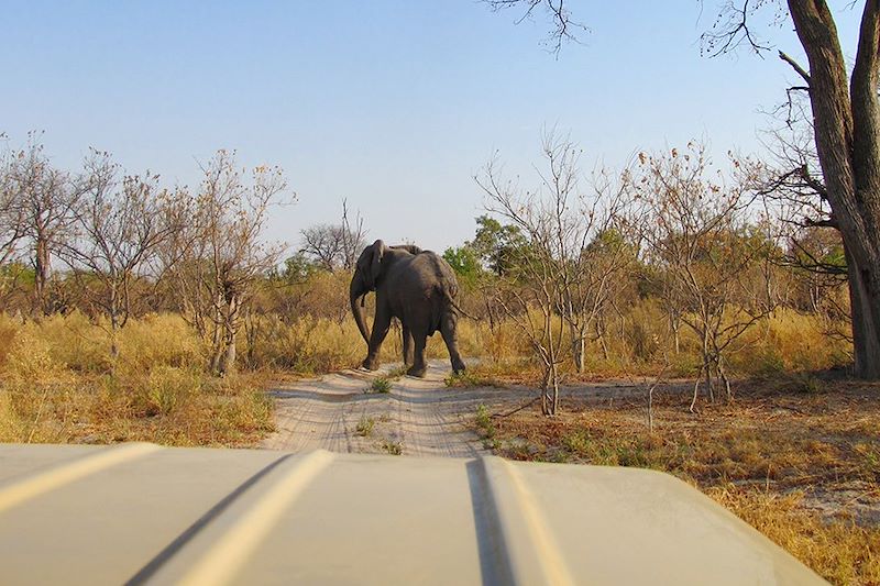 Maun et Victoria Falls en lodges de charme !