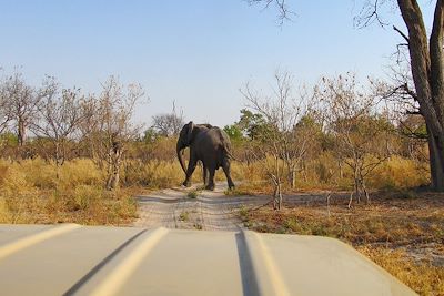 voyage Maun et Victoria Falls en lodges de charme !